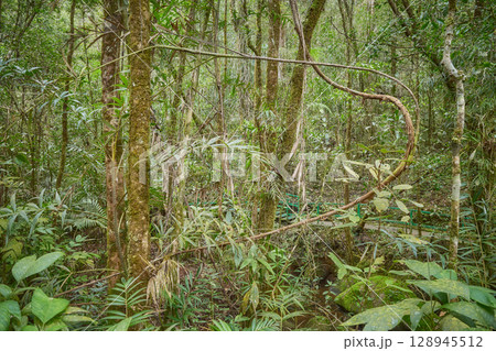 Diverse vegetation in the rainforest of Borneo, Sabah, Malaysia. Diverse vegetation in the rainforest of Borneo, Sabah, Malaysia. 128945512