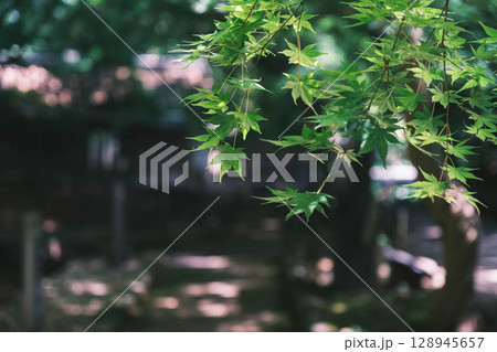 [宇治上神社／宇治神社]京都　自然豊かな境内の風景 128945657