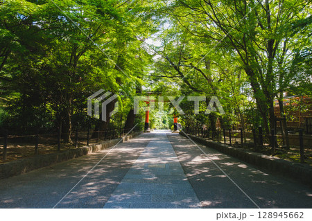 [宇治上神社／宇治神社]京都　自然豊かな境内の風景 128945662