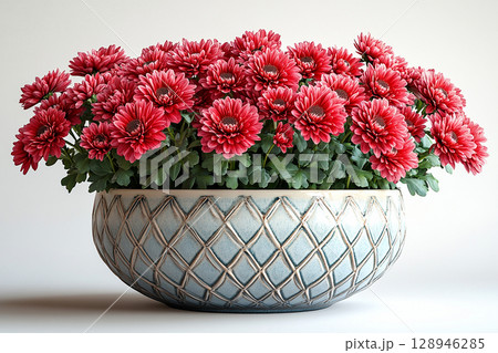 Home decor.  Chrysanthemums bush with fleshy leaves and red flowers. 128946285