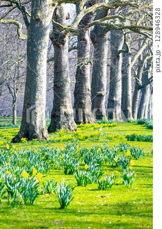 Bright yellow daffodils dot the verdant green meadow in St. James's Park, London. Towering trees frame the landscape, signaling the vibrant arrival of spring in the heart of the city. Bright yellow daffodils dot the verdant green meadow in St. James's Park, London. Towering trees frame the landscape, signaling the vibrant arrival of spring in the heart of the city. 128946328