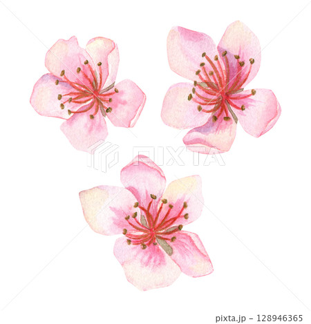 Watercolor set of three hand-drawn illustrations of delicate pink peach or others blossoms. 128946365