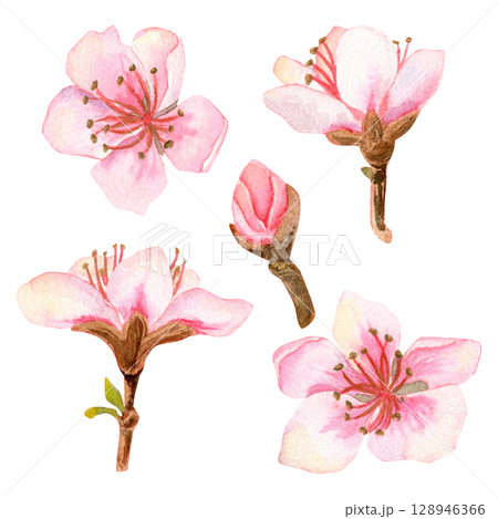 Watercolor set of three hand-drawn illustrations of delicate pink peach flowers and buds or others blossoms. 128946366