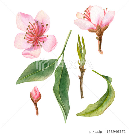 Watercolor set of delicate pink peach flowers, buds or others blossoms and leaves, branch. Watercolor set of delicate pink peach flowers, buds or others blossoms and leaves, branch. 128946371