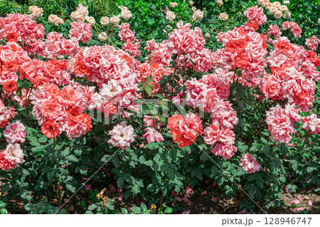 Colorful Roses Bloom in a Vibrant Garden During a Sunny Afternoon Colorful Roses Bloom in a Vibrant Garden During a Sunny Afternoon 128946747
