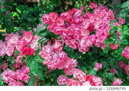 Blooming Pink Roses in a Lush Garden During Springtime 128946748