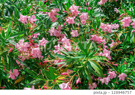 Bright Pink Flowers Bloom Abundantly in a Vibrant Garden Setting 128946757