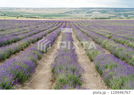Lavender Fields Stretch Across the Landscape With a village of Turgenevka 128946767