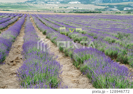 Lavender Field With Bright Chairs a village of Turgenevka Lavender Field With Bright Chairs a village of Turgenevka 128946772