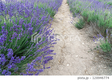 Lavender Path Through Vibrant Purple Fields in Summer Lavender Path Through Vibrant Purple Fields in Summer 128946774