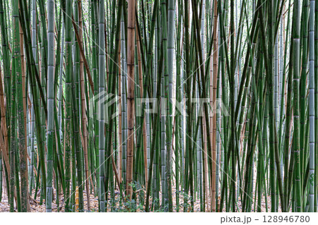 Lush Bamboo Forest With Towering Green and Golden Stalks in Tranquil Setting 128946780
