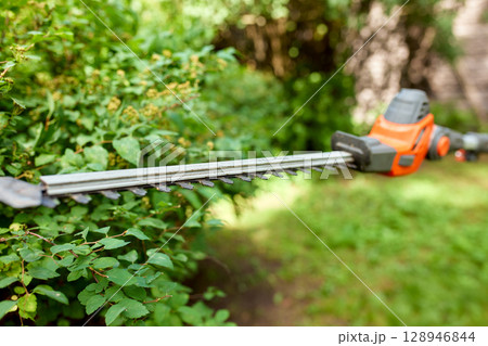 Electric hedge trimmer cutting vibrant green bush in a sunny garden 128946844