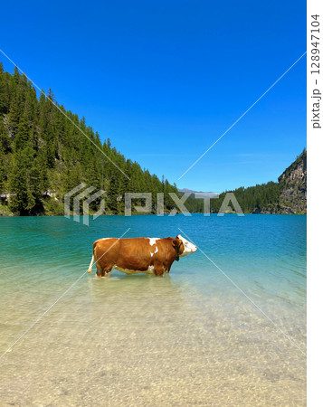 A cow in Lago di Braies lake, south Tyrol, Dolomites, Alps, Italy 128947104