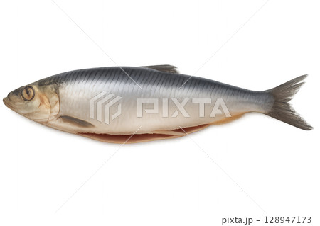 Fresh Silver Herring Displayed on a White Background Ready for Culinary Preparation 128947173