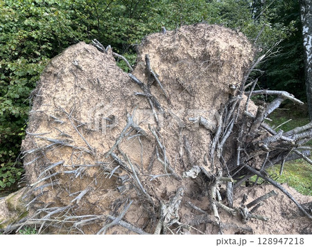 Fallen tree after typhoon. A fallen tree after storm Fallen tree after typhoon. A fallen tree after storm 128947218