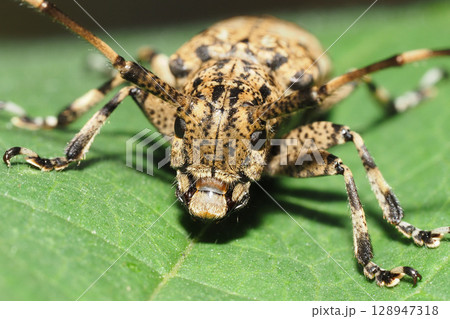 ナガゴマフカミキリ ナガゴマフカミキリ 128947318
