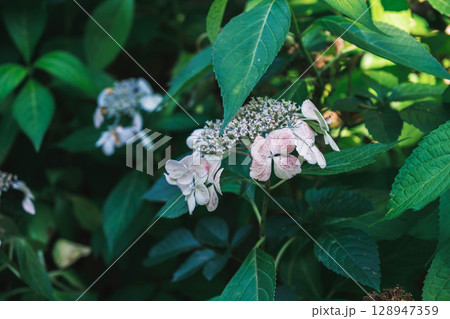 [服部緑地]白と紫色の紫陽花 128947359