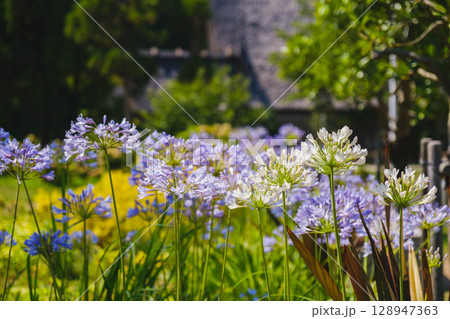 [服部緑地]美しい花たち 128947363