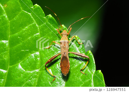 ホソヘリカメムシ ホソヘリカメムシ 128947551