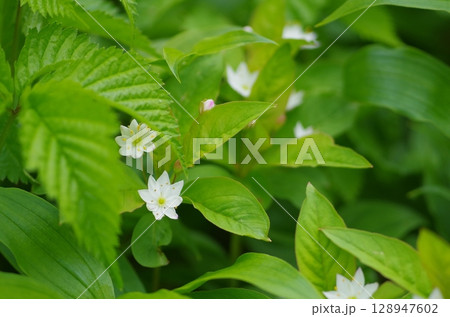 静かな森の星ツマトリソウ 128947602