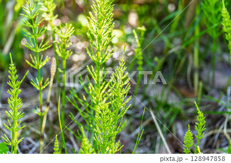 Wood horsetail (Equisetum sylvaticum) growing in the forest close up. Equisetum arvense, the field horsetail or common horsetail. Perennial herb Wood horsetail (Equisetum sylvaticum) growing in the forest close up. Equisetum arvense, the field horsetail or common horsetail. Perennial herb 128947858
