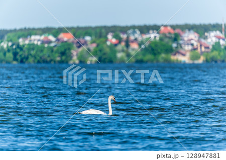 Graceful white Swan swimming in the lake, swans in the wild. Portrait of a white swan swimming on a lake. 128947881