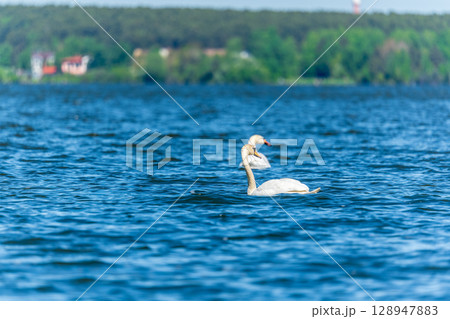 Two Graceful white Swans swimming in the lake, swans in the wild 128947883
