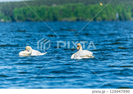 Two Graceful white Swans swimming in the lake, swans in the wild Two Graceful white Swans swimming in the lake, swans in the wild 128947890
