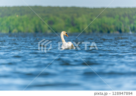 Graceful white Swan swimming in the lake, swans in the wild. Portrait of a white swan swimming on a lake. Graceful white Swan swimming in the lake, swans in the wild. Portrait of a white swan swimming on a lake. 128947894