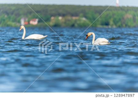 Two Graceful white Swans swimming in the lake, swans in the wild Two Graceful white Swans swimming in the lake, swans in the wild 128947897
