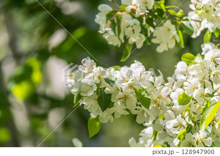 White blossoming apple trees. White apple tree flowers 128947900