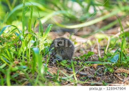 A closeup of a Common vole, Microtus arvalis, on the ground with a blurry background 128947904