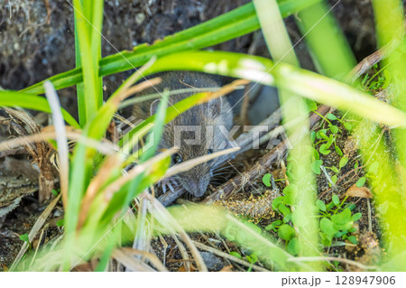 A closeup of a Common vole, Microtus arvalis, on the ground with a blurry background A closeup of a Common vole, Microtus arvalis, on the ground with a blurry background 128947906