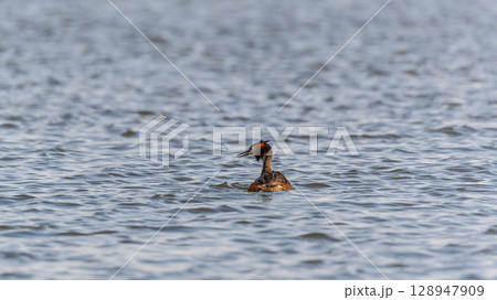 The waterfowl bird Great Crested Grebe swimming in the calm lake The waterfowl bird Great Crested Grebe swimming in the calm lake 128947909