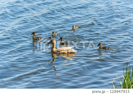A family of ducks, a duck and its little ducklings are swimming in the water. The duck takes care of its newborn ducklings. Mallard, lat. Anas platyrhynchos 128947915