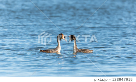 Mating games of two water birds Great Crested Grebes. Two waterfowl birds Great Crested Grebes swim in the lake with heart shaped silhouette Mating games of two water birds Great Crested Grebes. Two waterfowl birds Great Crested Grebes swim in the lake with heart shaped silhouette 128947919