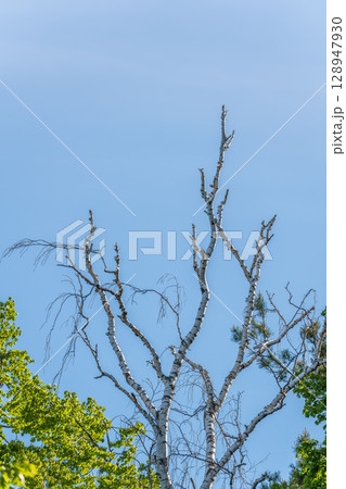 Detail of a dead birch tree in the forest. Detail of a dead birch tree in the forest. 128947930