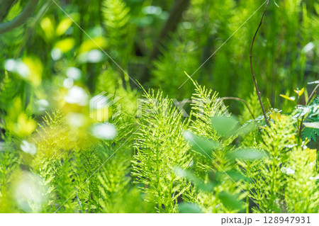 Wood horsetail (Equisetum sylvaticum) growing in the forest close up. Equisetum arvense, the field horsetail or common horsetail. Perennial herb Wood horsetail (Equisetum sylvaticum) growing in the forest close up. Equisetum arvense, the field horsetail or common horsetail. Perennial herb 128947931