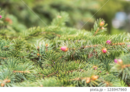 Closeup of fir branches with young buds. Spring nature concept. Fir branches with fresh shoots 128947960