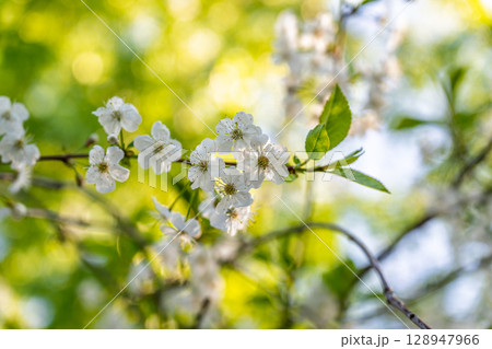 White blossoming apple trees. White apple tree flowers 128947966