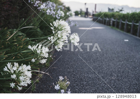 [伊丹スカイパーク]白い花 128948013