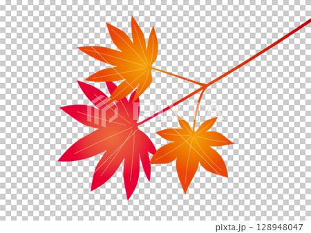 色づいた紅葉の枝 色づいた紅葉の枝 128948047