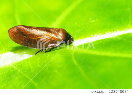 コガシラアワフキ 128948084