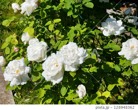 Blooming white roses with large flowers outdoors close-up. Summer season. Floral texture 128948362