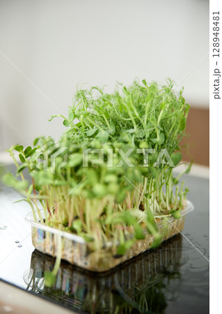 Fresh green pea sprouts on the kitchen table in the bright kitchen 128948481