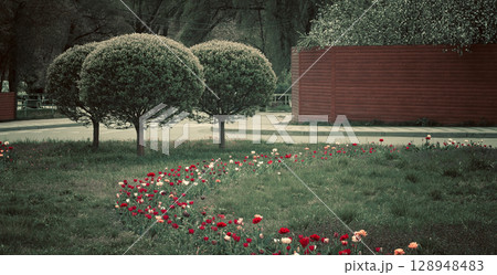 Colorful Flower Bed and Ornamental Trees in Urban Park 128948483