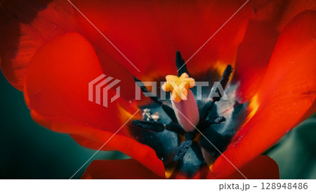 Close-Up of Vibrant Red Peony Tulip in Bloom Close-Up of Vibrant Red Peony Tulip in Bloom 128948486