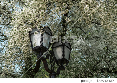 Vintage Street Lamp Framed by Blooming Spring Tree Vintage Street Lamp Framed by Blooming Spring Tree 128948487