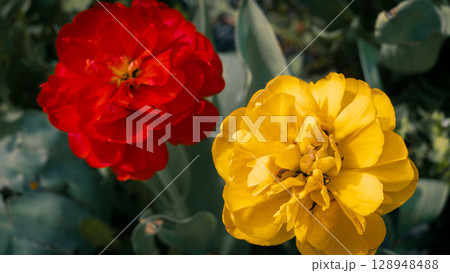 Red and Yellow Tulips in Spring Garden Red and Yellow Tulips in Spring Garden 128948488