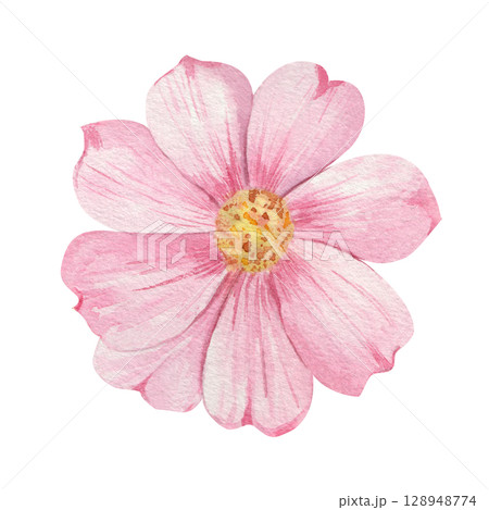 Watercolor illustration of a pink cosmos flower with delicate petals and yellow center on a white background. Perfect for cards, prints, invitations, and botanical designs. 128948774